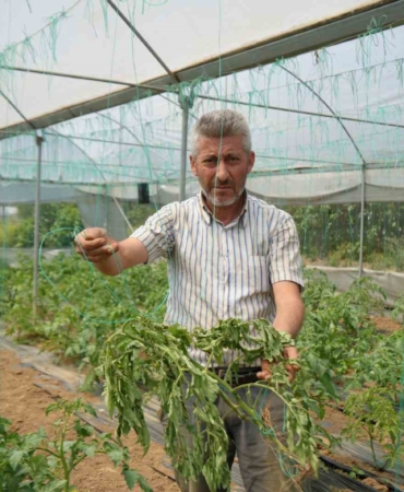 Marmara’nın ’Küçük Antalya’sı tabir edilen bölgede üretilen domatesi, lekeli solgunluk virüsü vurdu