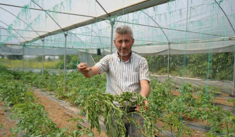 Marmara’nın ’Küçük Antalya’sı tabir edilen bölgede üretilen domatesi, lekeli solgunluk virüsü vurdu