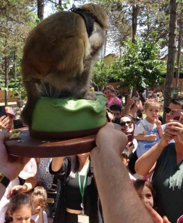 Maymun Luna’nın doğum günü Çekmeköy hayvanat bahçesinde çocuklarla beraber kutlandı