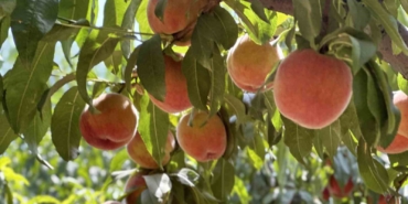 Meşhur Bursa şeftalisinde 14 bin ton rekolte bekleniyor