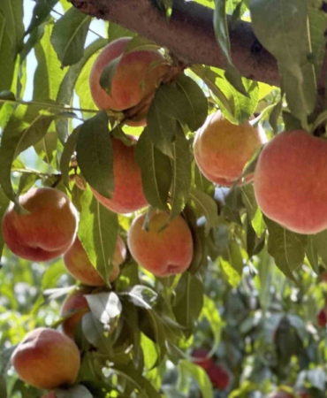 Meşhur Bursa şeftalisinde 14 bin ton rekolte bekleniyor