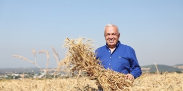 Nilüfer’de yerel tohumdan üretilen buğday hasadı başladı