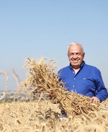 Nilüfer’de yerel tohumdan üretilen buğday hasadı başladı