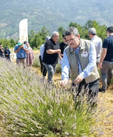 Orhaneli’nde lavanta hasadı başladı