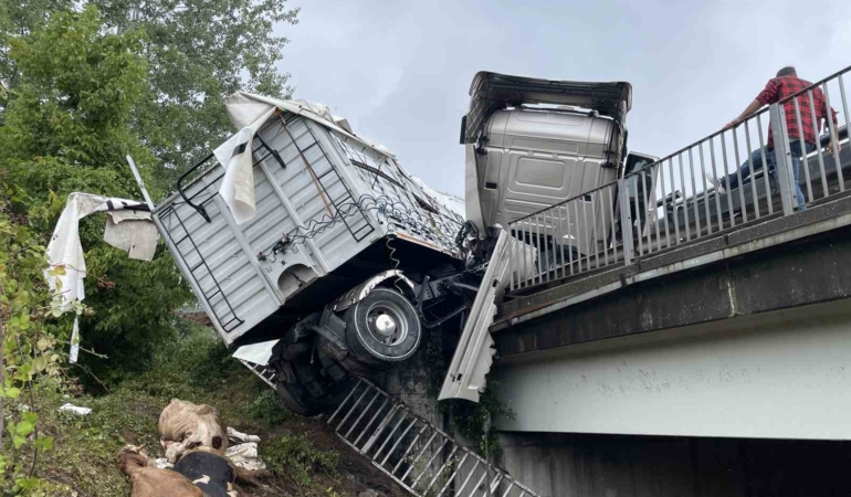 Otoyolda kontrolden çıkan büyükbaş hayvan yüklü tır bariyerlerde asılı kaldı: Dorseden düşen 6 hayvan telef oldu