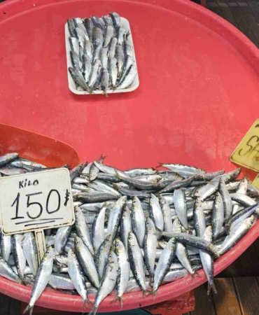 (Özel) Bandırma’da mevsim balığı olan sardalyaya yoğun talep