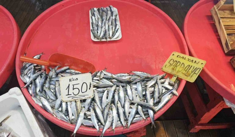 (Özel) Bandırma’da mevsim balığı olan sardalyaya yoğun talep