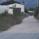 (Özel) Bir köpek dehşeti de Bursa’dan...