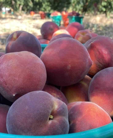 (Özel) Coğrafi işaret tescilli Lapseki şeftalisi Rusya pazarında