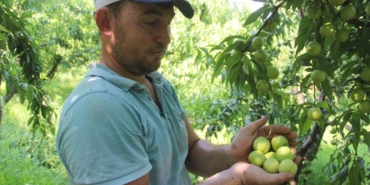 (ÖZEL) Coğrafi işarete sahip ’Bayramiç beyazı’nda bu yıl 20 bin ton ürün bekleniyor