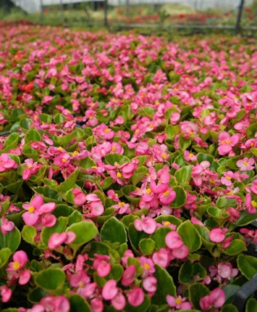 (Özel) Dağın başına kurduğu sera, deniz seviyelerine göre 5 kat daha verimli oldu