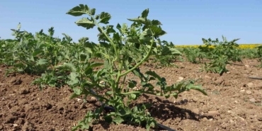 (ÖZEL) Meşhur Çanakkale domates fideleri toprakla buluştu