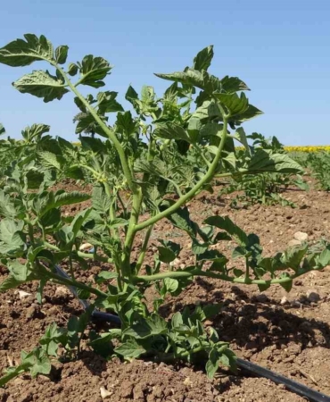 (ÖZEL) Meşhur Çanakkale domates fideleri toprakla buluştu