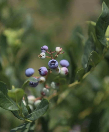 (Özel) Şifa deposu yaban mersininde hasat zamanı
