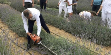 Paşalimanı Adası’nda lavanta hasadı gerçekleşti