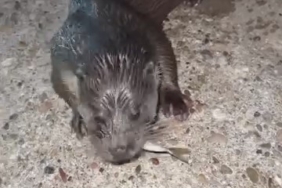 Pendik’te karaya çıkan su samurunu elleriyle besledi