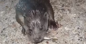 Pendik’te karaya çıkan su samurunu elleriyle besledi