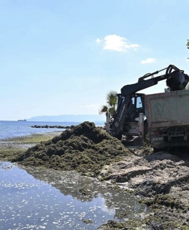 Sahilde temizlik çalışması: Kepçeyle toplanan yosunlar kamyonlara dolduruldu