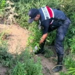 Sakarya’da jandarmadan uyuşturucuya geçit yok