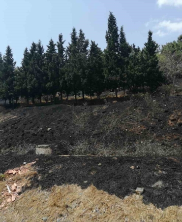 Sancaktepe’de ormanlık alanda yangın