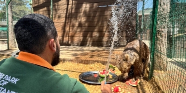 Sıcak hava İstanbul’u kavurdu; hayvanlar buzlu meyve ve fıskiyeyle serinletildi