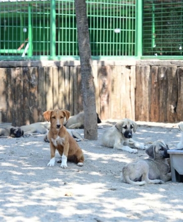 Sokak hayvanları düzenlemesi medyada bir buçuk milyonun üzerinde içerikte yer aldı