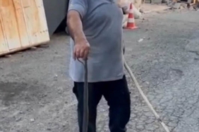 Sultangazi’de eve girmeye çalışan yılanı kedi engelledi