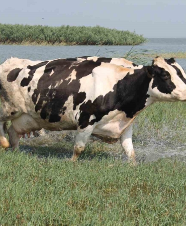 Süt inekleri Manyas Gölü’ne girip serinliyor