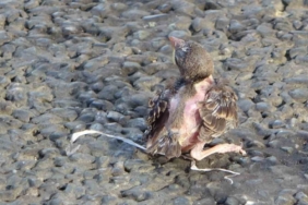 Taksim’de yere düşen yavru serçe için polis ve itfaiye ekipleri seferber oldu