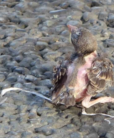 Taksim’de yere düşen yavru serçe için polis ve itfaiye ekipleri seferber oldu