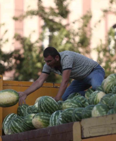 Tarlada kalan karpuz, Bursalılara ücretsiz dağıtıldı
