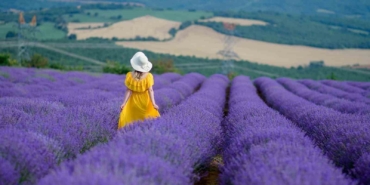 Tekirdağ’da 4. Lavanta Şenliği 8 Temmuz’da başlıyor
