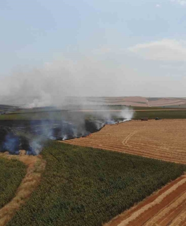 Tekirdağ’da anız yangını 500 dönüm yandı: Yangın sürüyor