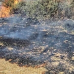 Tekirdağ’da anız yangını