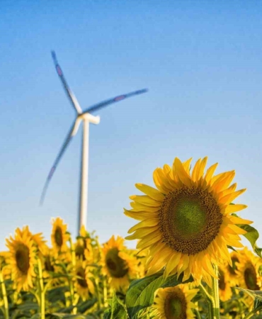 Tekirdağ’da ayçiçeği tarlalarından görsel şölen