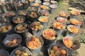 Tescilli Bursa şeftalisi hasadı başladı