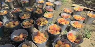 Tescilli Bursa şeftalisi hasadı başladı