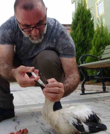 Tokat’ta bulduğu yaralı yavru leyleği İstanbul’daki evinde besliyor