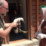 Tokat’tan İstanbul’a getirilen yaralı yavru leylek hayvanat bahçesine teslim edildi