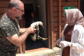 Tokat’tan İstanbul’a getirilen yaralı yavru leylek hayvanat bahçesine teslim edildi