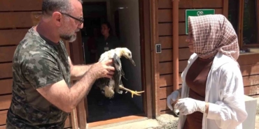 Tokat’tan İstanbul’a getirilen yaralı yavru leylek hayvanat bahçesine teslim edildi