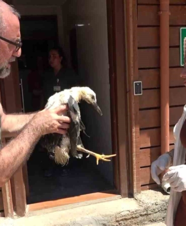 Tokat’tan İstanbul’a getirilen yaralı yavru leylek hayvanat bahçesine teslim edildi