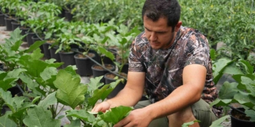 Topraksız sera yüzde 50 daha karlı