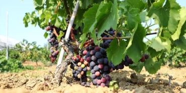 Trakya İlkeren üzümünün hasadı başladı