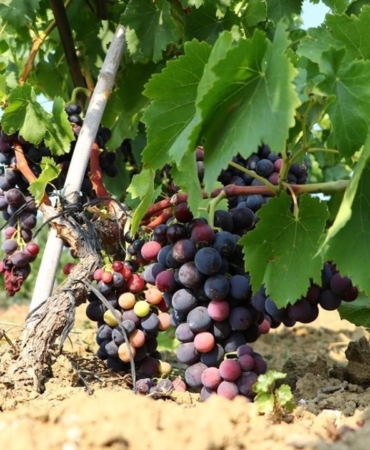 Trakya İlkeren üzümünün hasadı başladı