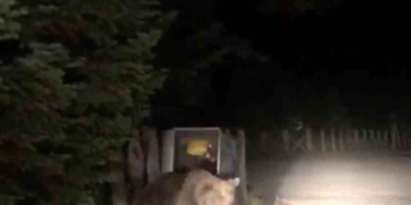 Uludağ’da aç kalan ayı yemek ararken görüntülendi