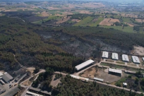 Üniversitenin küle dönen çamla kaplı ormanı böyle görüntülendi