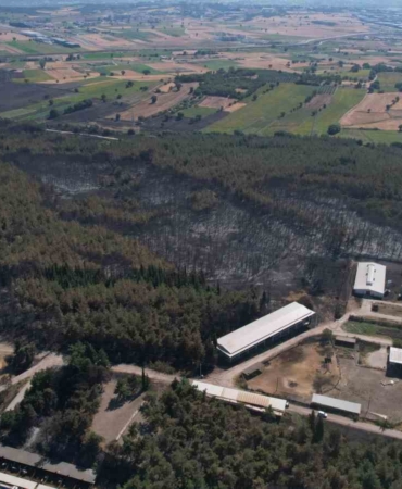Üniversitenin küle dönen çamla kaplı ormanı böyle görüntülendi