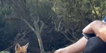 Yalova’da bir vatandaş aç tilkiyi elleriyle besledi