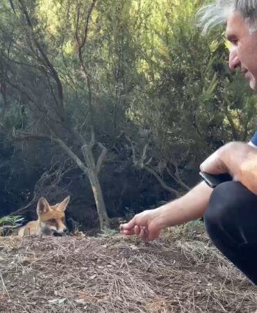 Yalova’da bir vatandaş aç tilkiyi elleriyle besledi